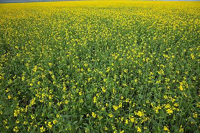 《战地2042》只支持同代主机跨平台 上世代地图更小